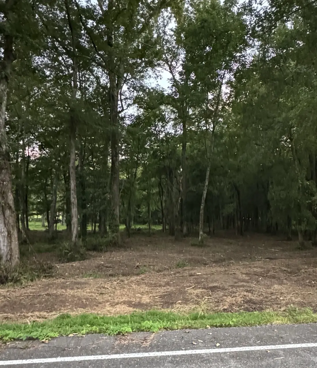 Understory mulched to chips under a stand of hardwoods beside a road
